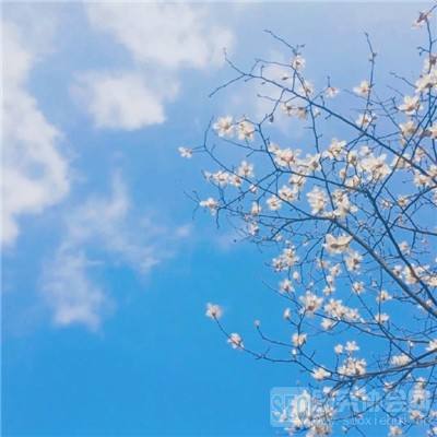 三张牌下载金花免费手机app下载